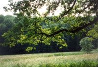 thueringer wald Foto: TMLFUN